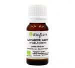 Spike Lavender (Lavandula latifolia spica)